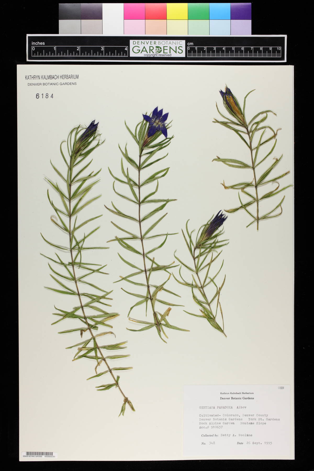 Gentiana paradoxa image