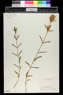 Gentiana linearis image