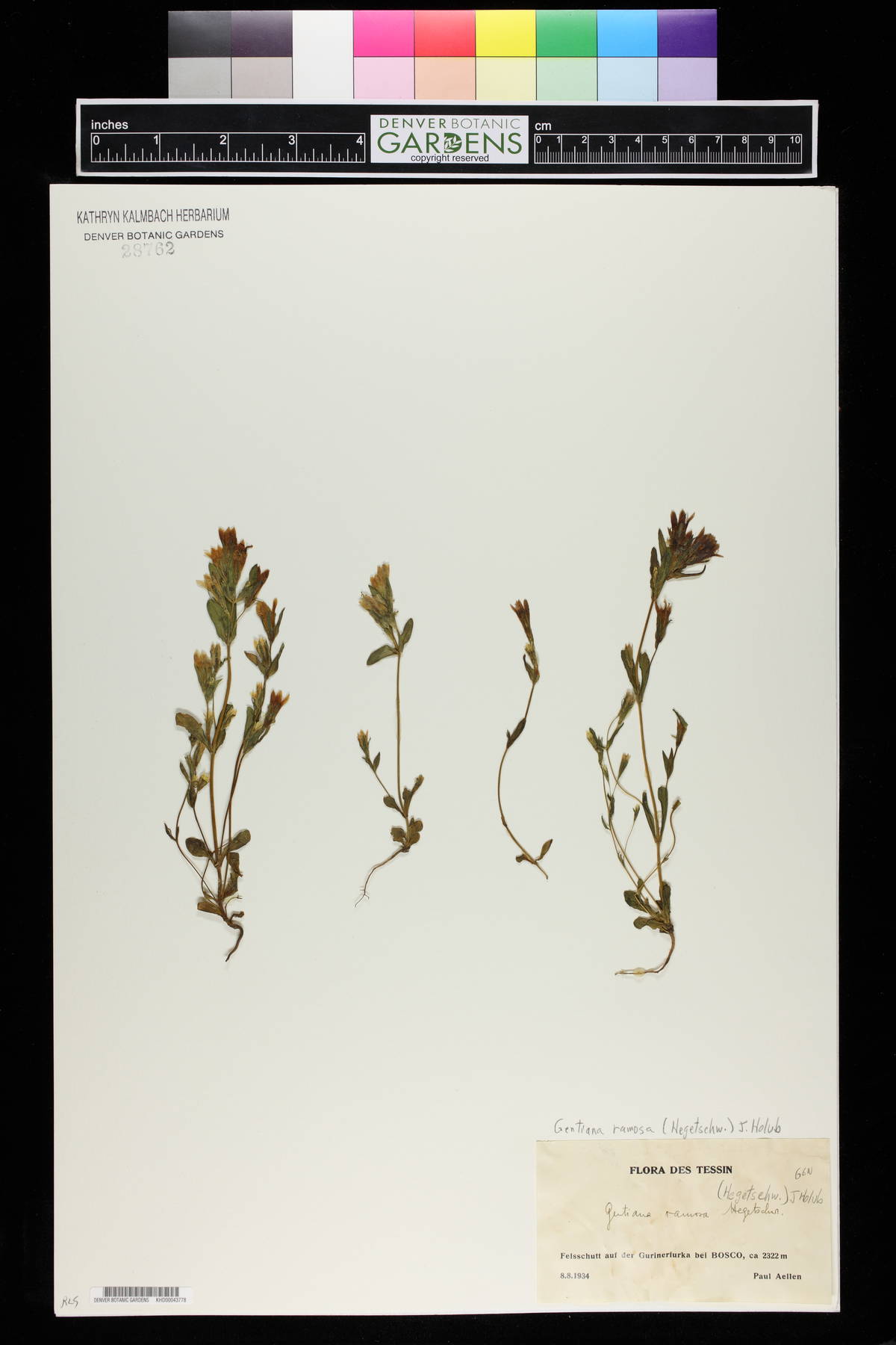 Gentiana ramosa image