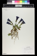 Gentiana angustifolia image