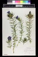 Gentiana paradoxa image