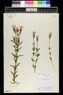 Gentianopsis crinita image