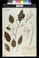 Hopea odorata image