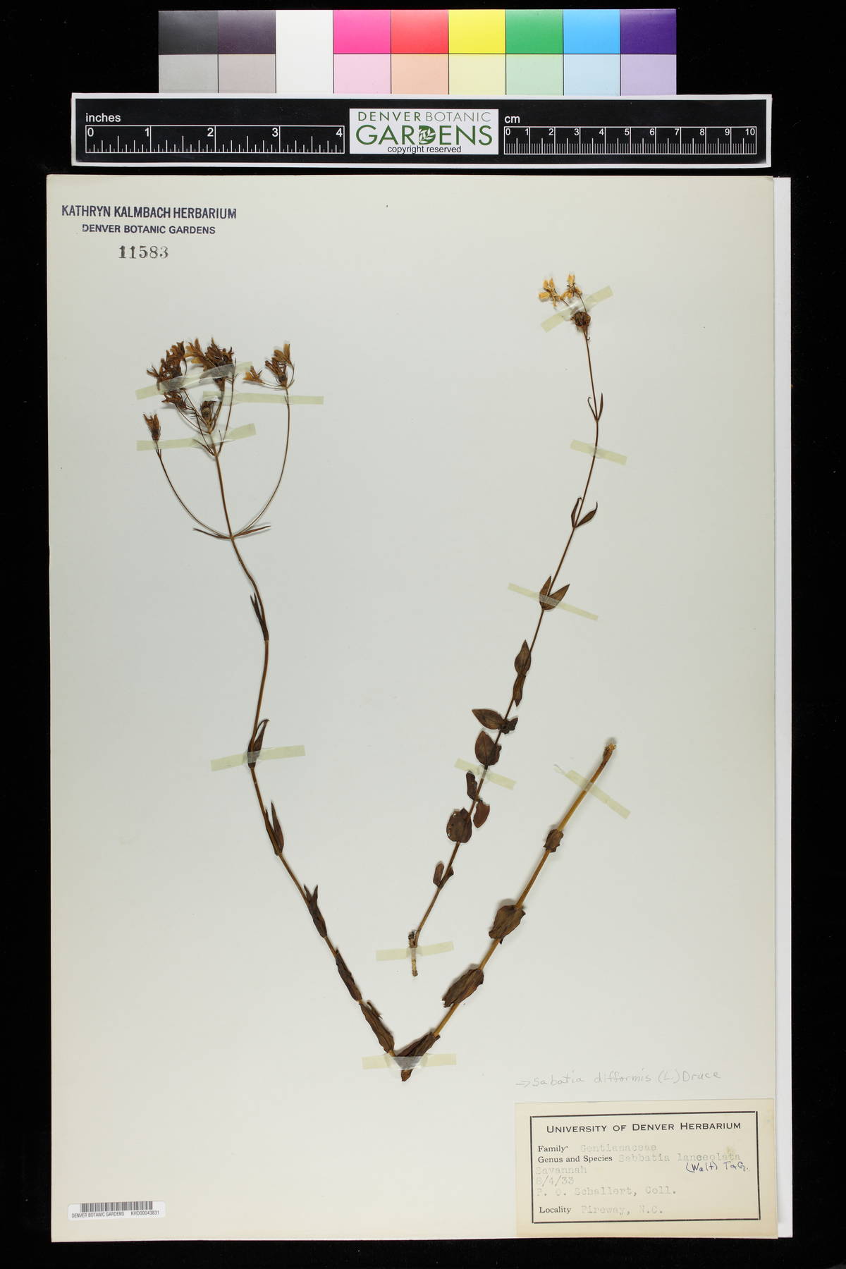 Sabbatia lanceolata image