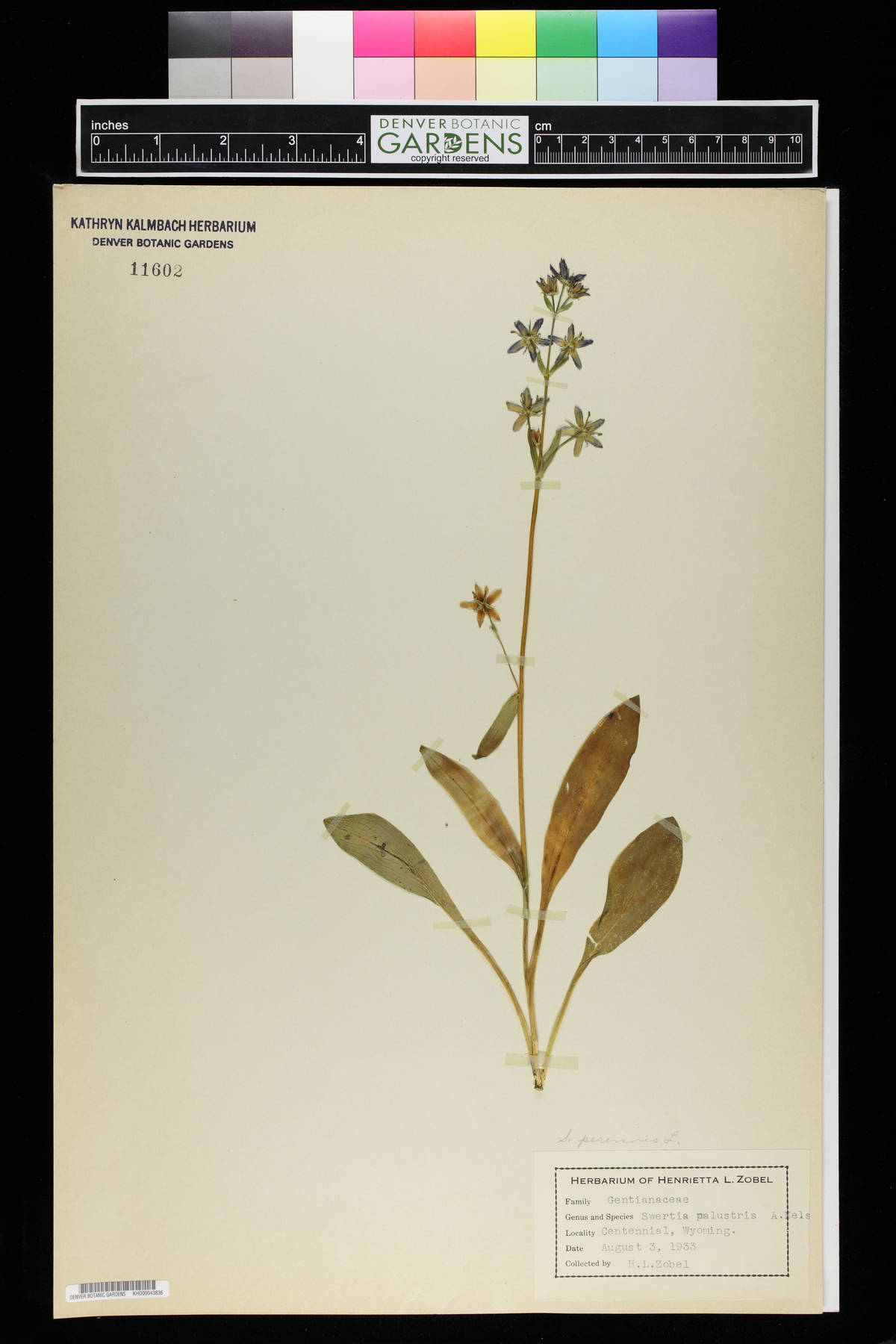 Swertia palustris image