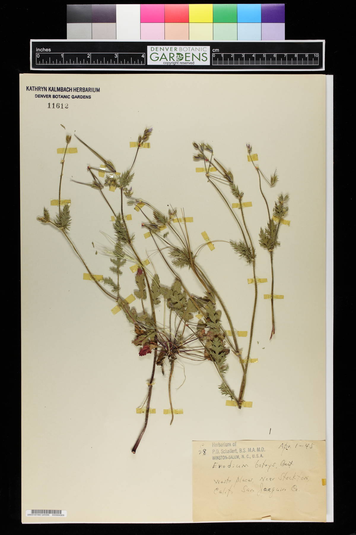 Erodium botrys image