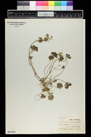 Geranium carolinianum image