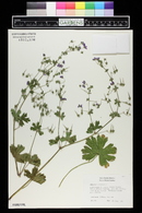 Geranium pyrenaicum image