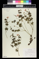 Geranium sanguineum image