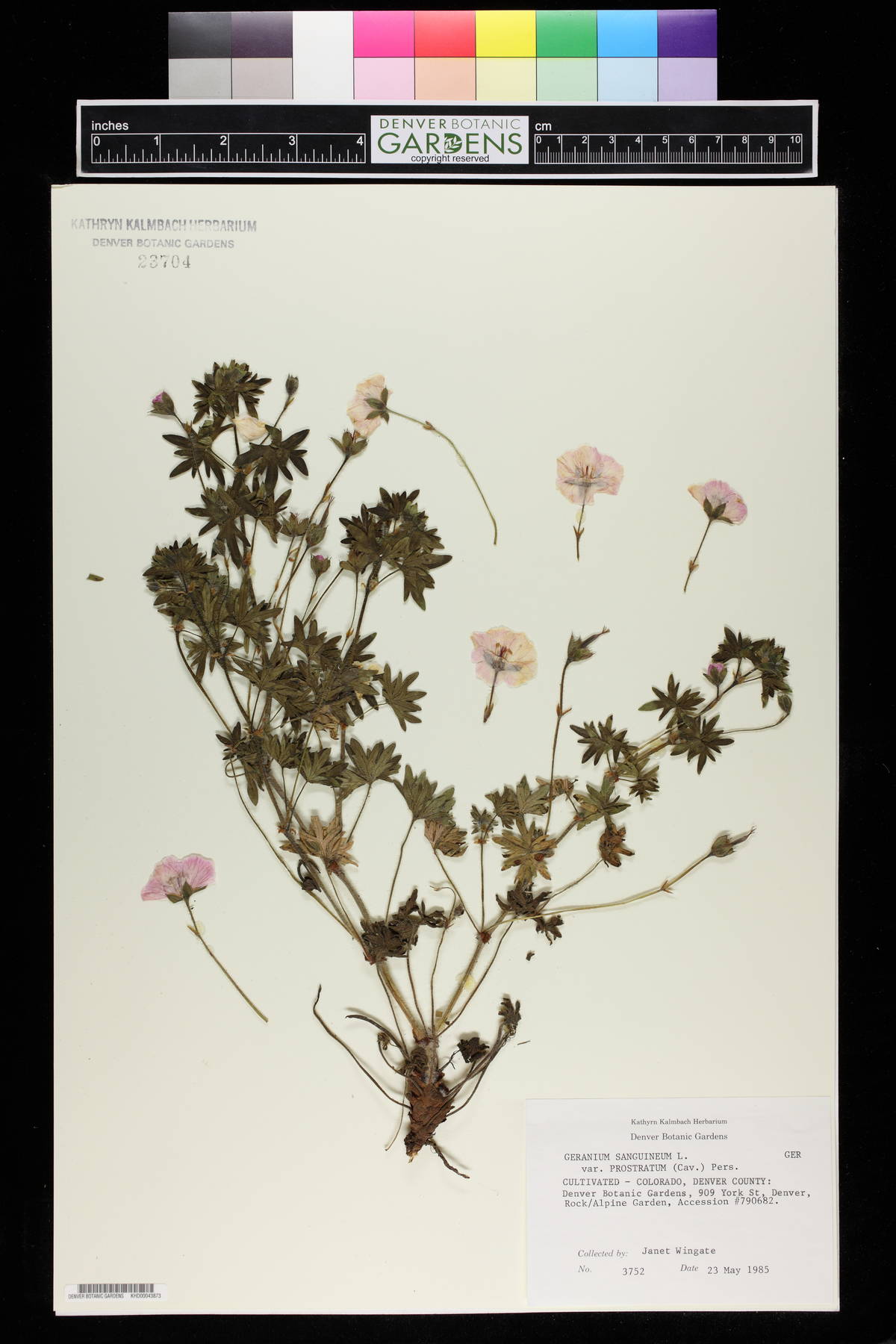 Geranium sanguineum var. prostratum image