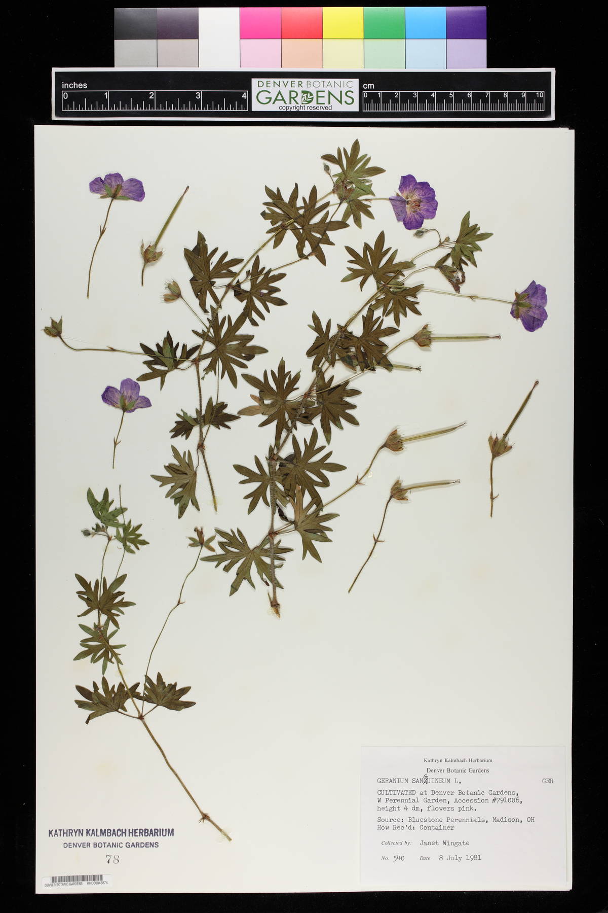 Geranium sanguineum image