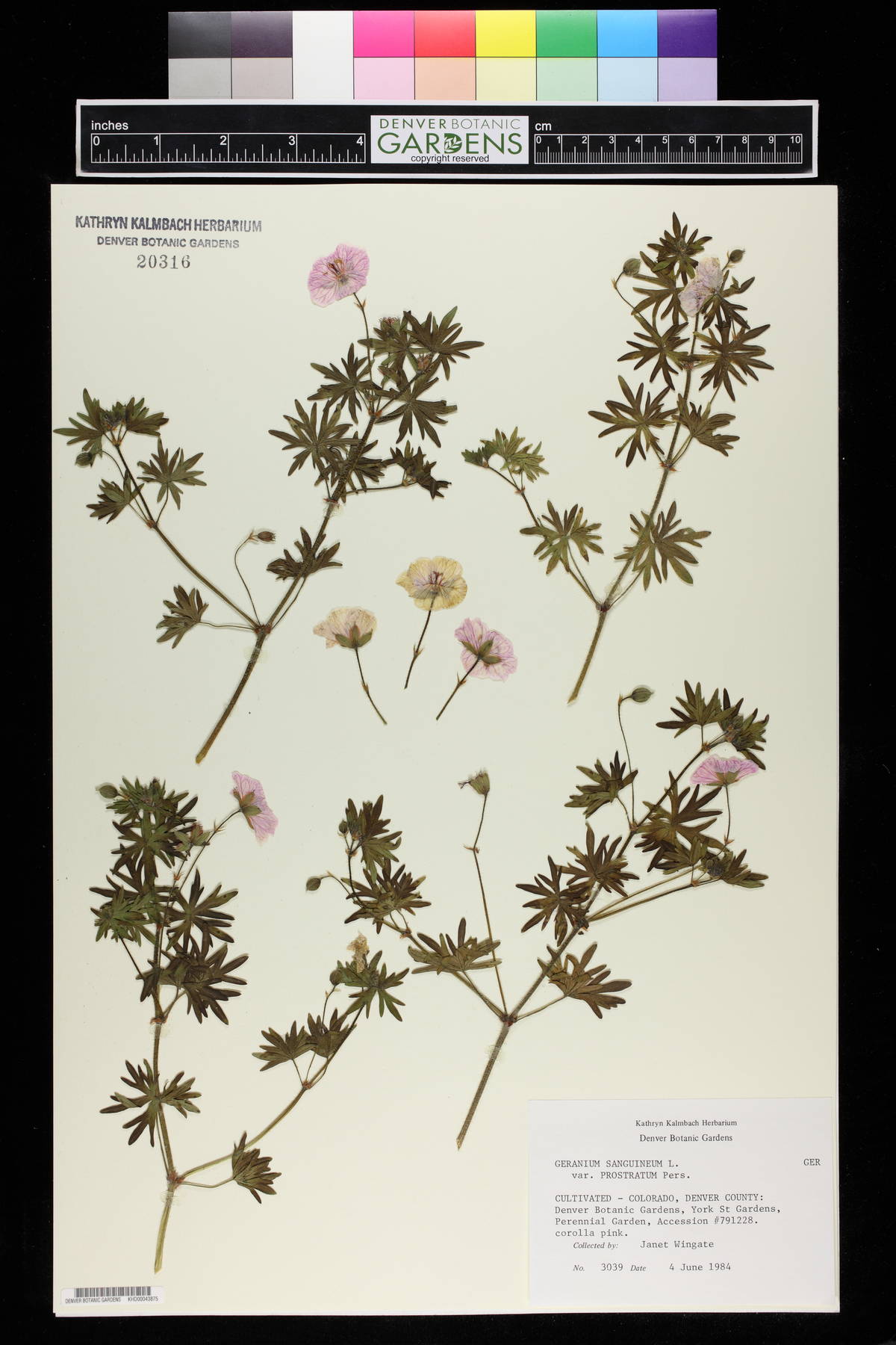 Geranium sanguineum var. prostratum image