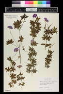 Geranium sanguineum image