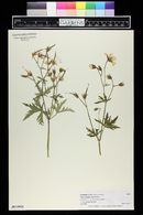 Geranium clarkei image
