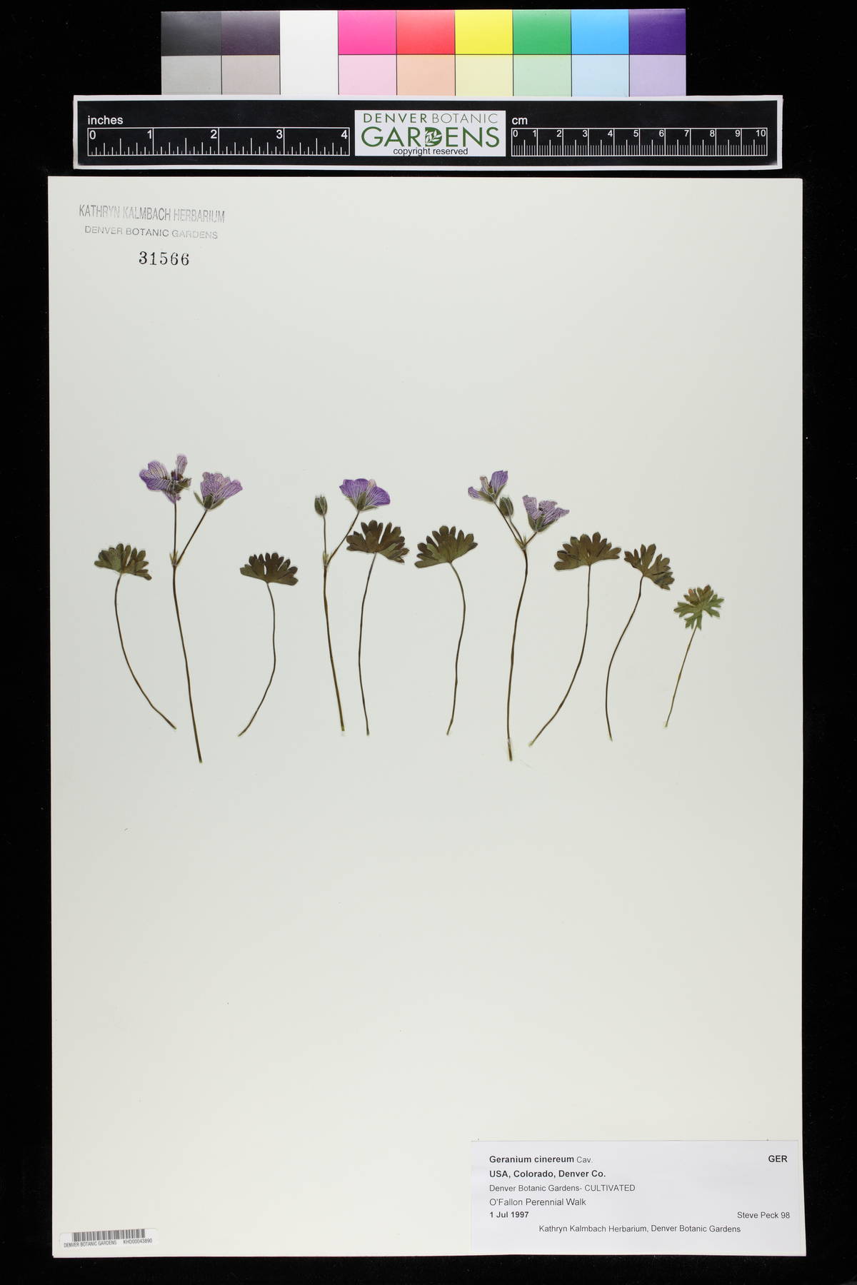 Geranium cinereum image