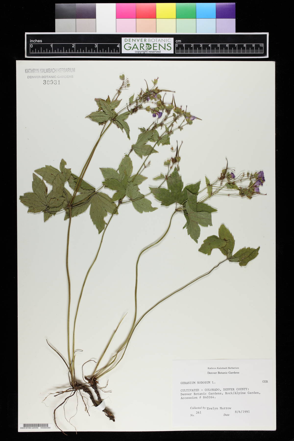 Geranium nodosum image