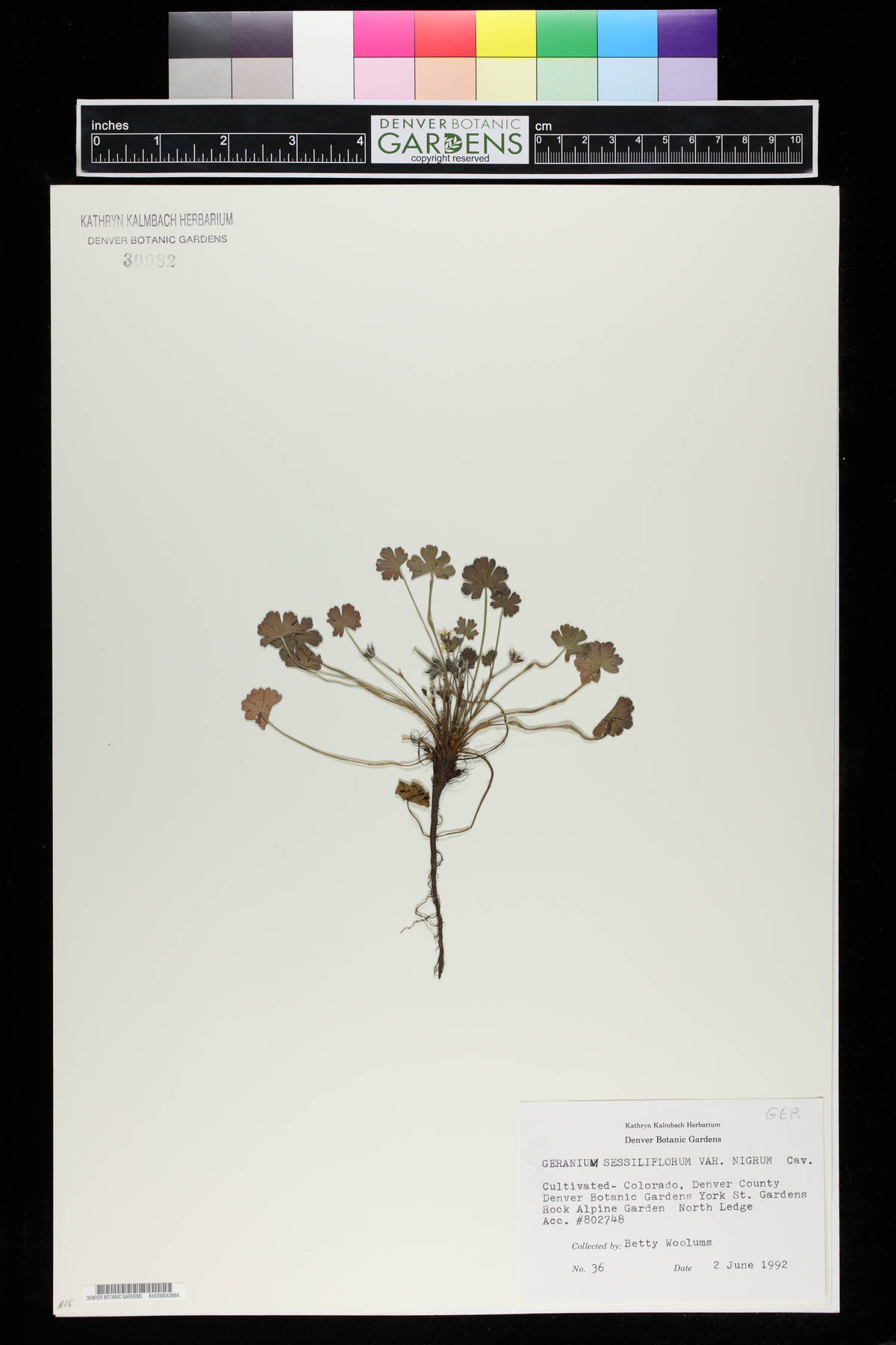 Geranium sessiliflorum image