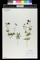 Geranium soboliferum image