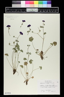 Geranium subcaulescens image