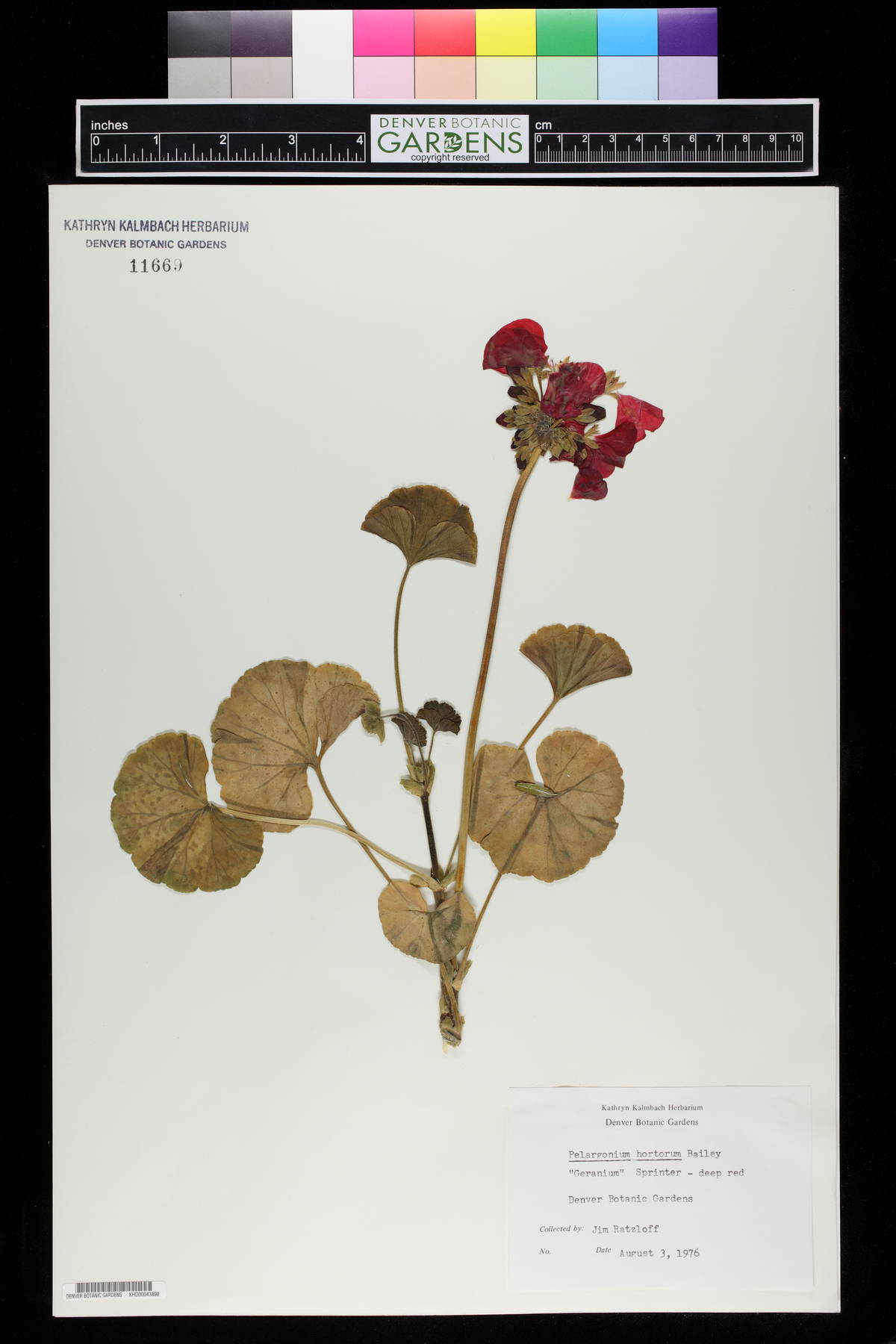 Pelargonium hortorum image
