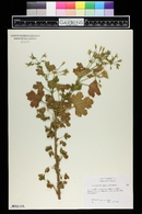 Pelargonium candicans image