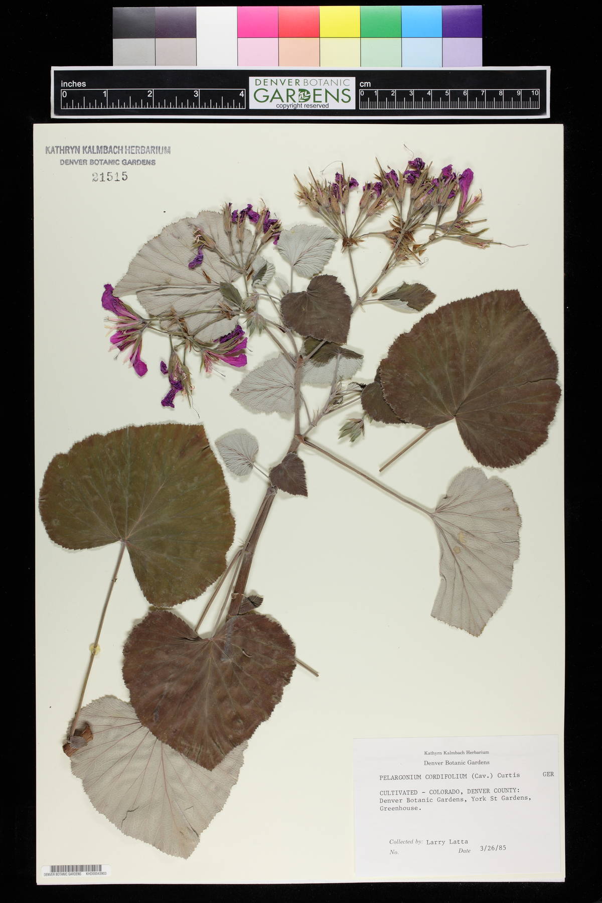 Pelargonium cordifolium image