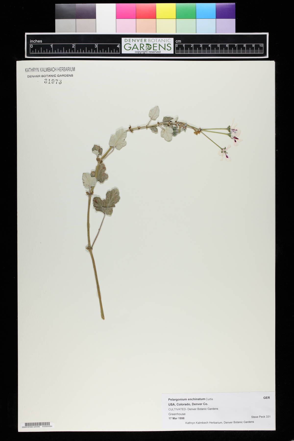 Pelargonium echinatum image
