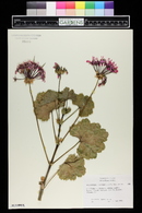 Pelargonium inquinans image