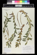 Aeschynanthus micranthus image