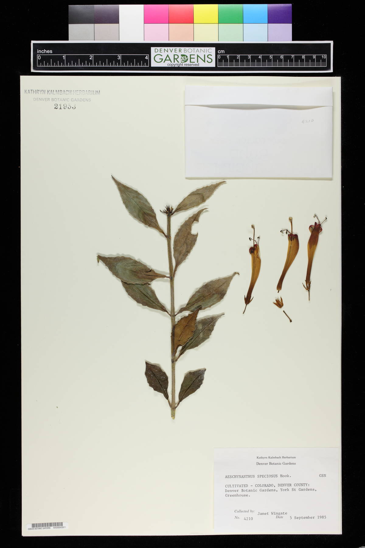 Aeschynanthus speciosus image