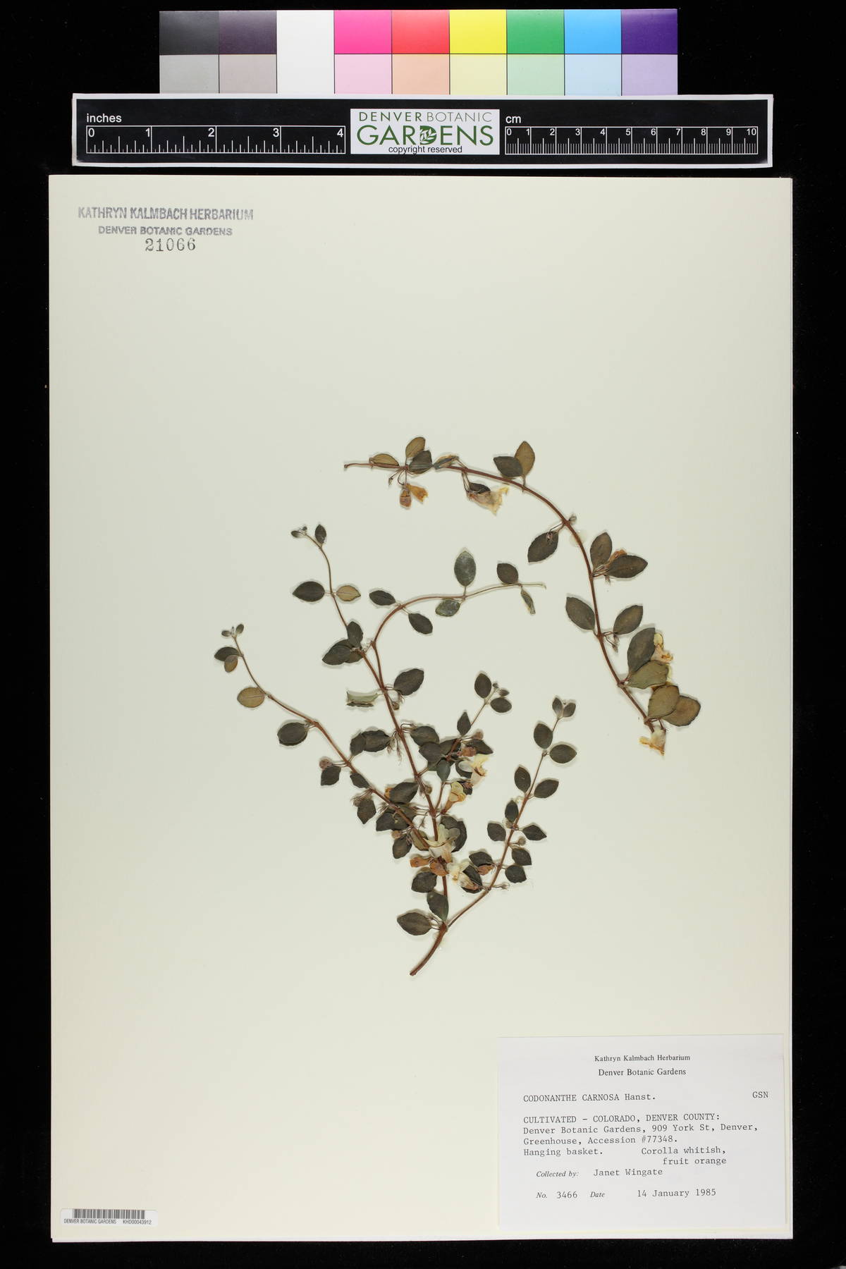 Codonanthe carnosa image