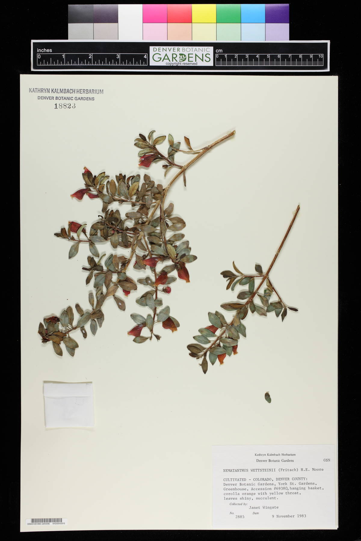 Nematanthus wettsteinii image