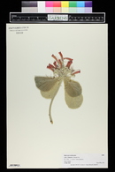 Sinningia canescens image