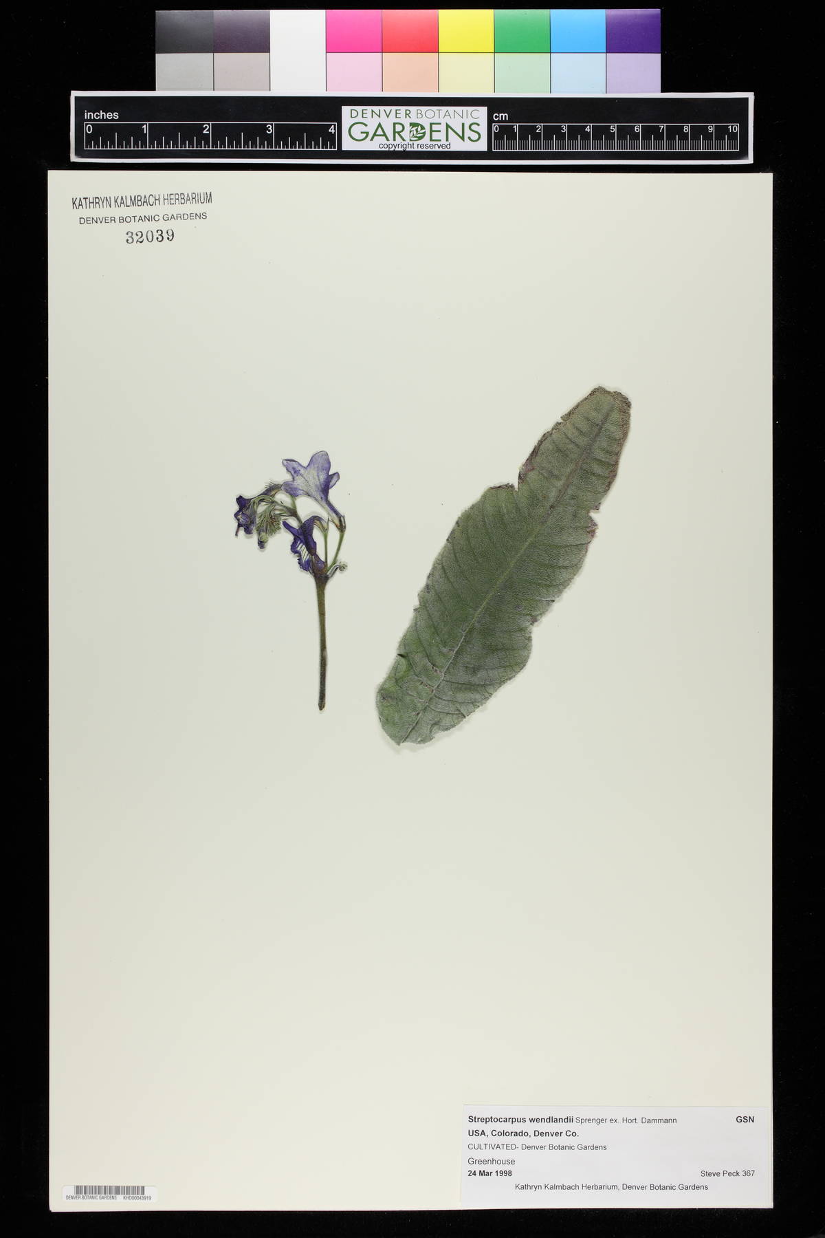 Streptocarpus wendlandii image