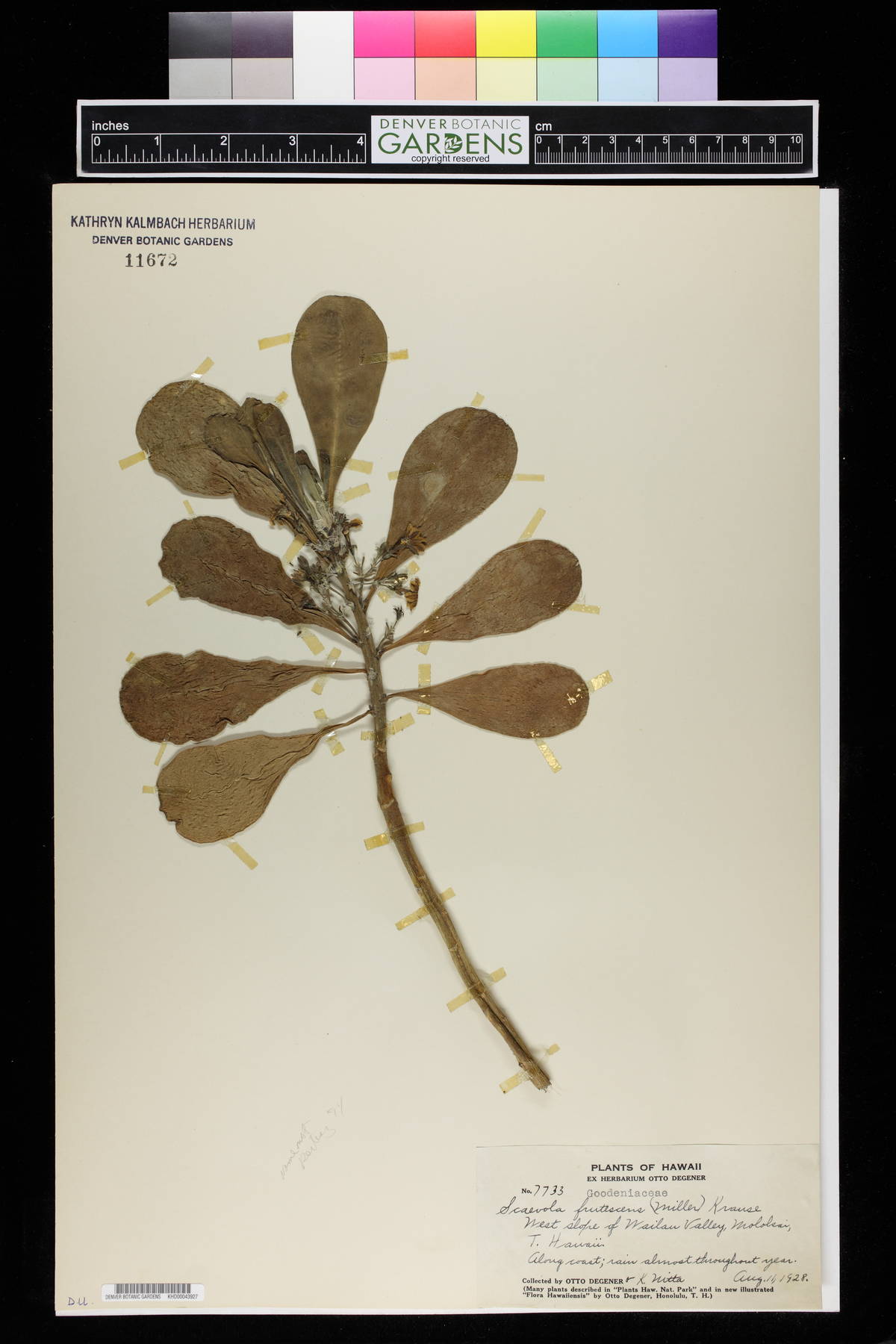 Scaevola frutescens image