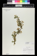 Ribes aureum var. villosum image