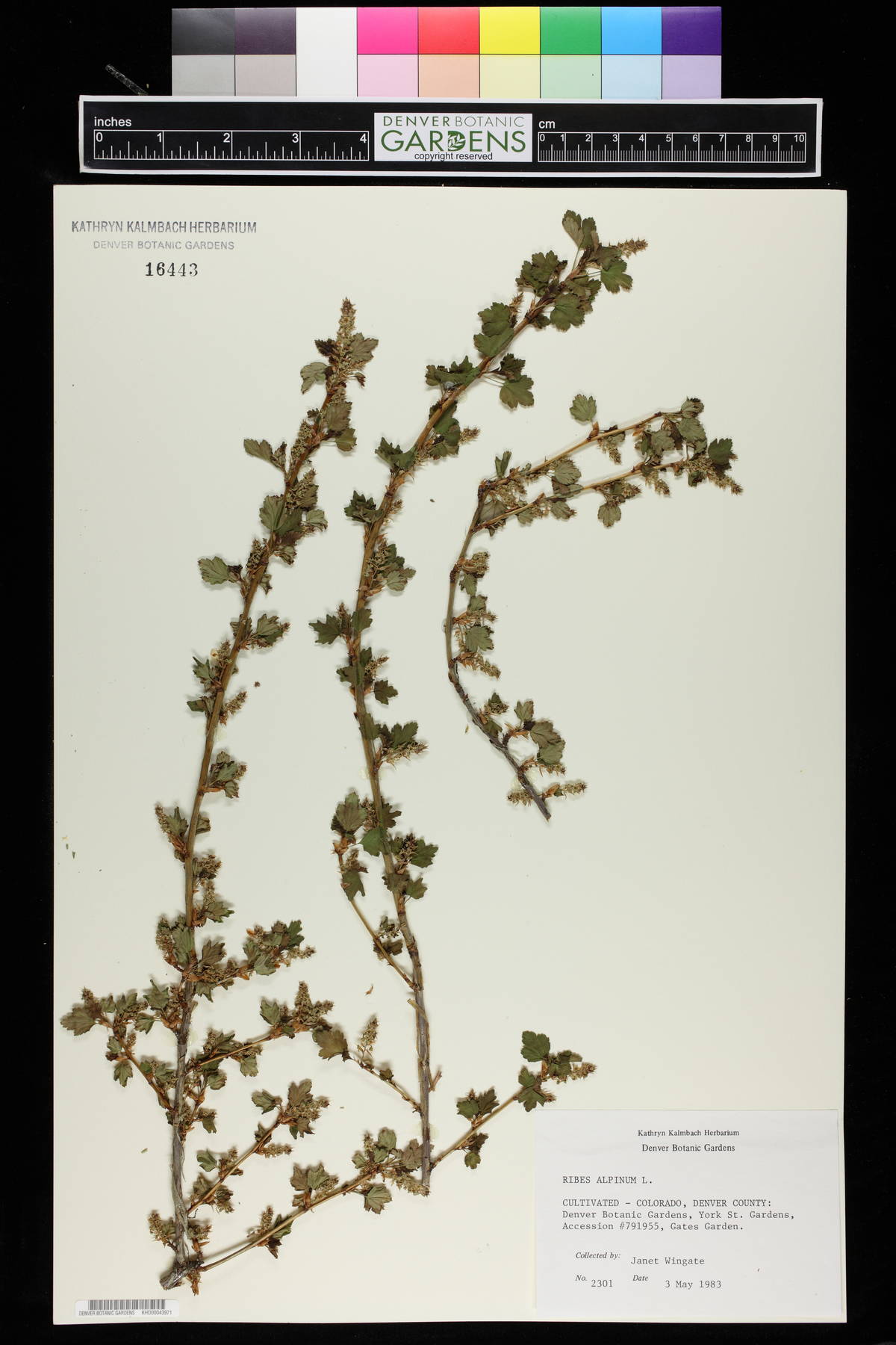 Ribes alpinum image