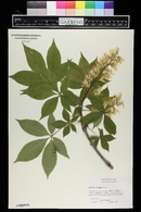 Aesculus glabra image