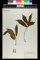 Aesculus pavia image