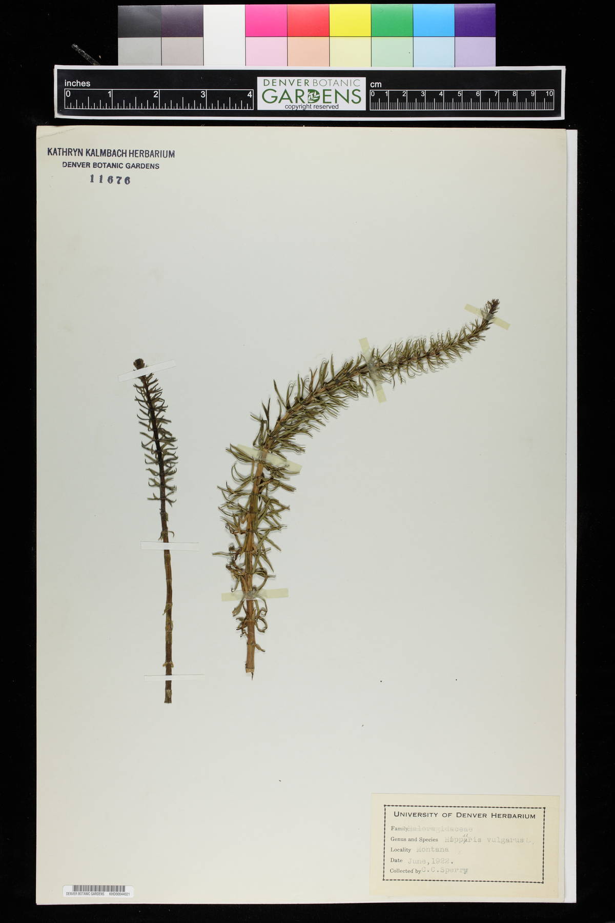 Hippuris vulgaris image