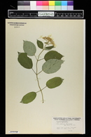 Hydrangea arborescens var. deamii image