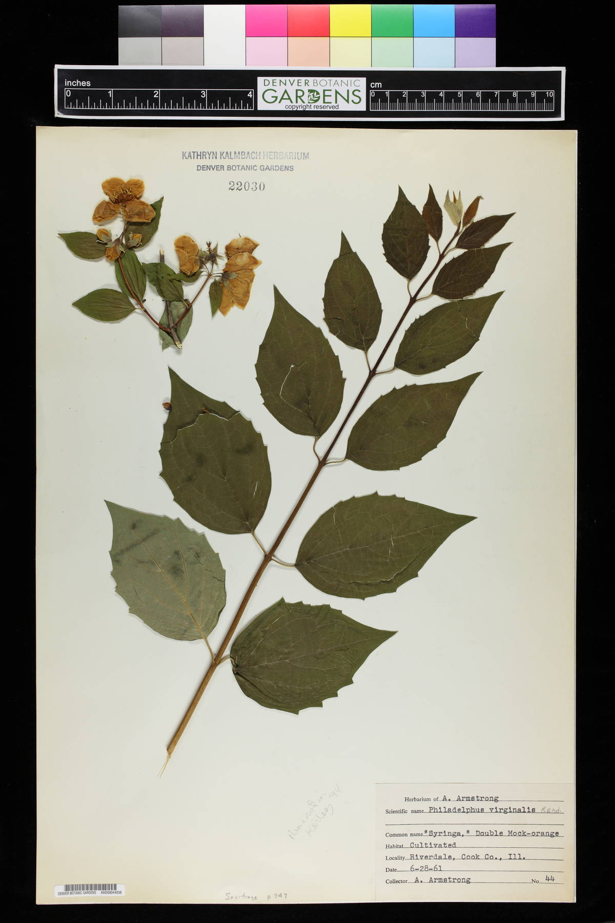 Philadelphus x virginalis image