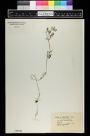 Ellisia membranacea image