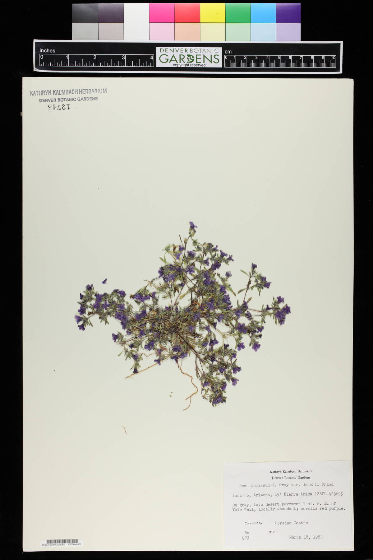 Nama demissum var. demissum image