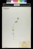 Nemophila atomaria image