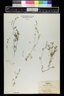 Nemophila divaricata image
