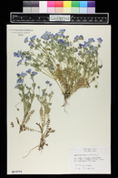 Nemophila menziesii image