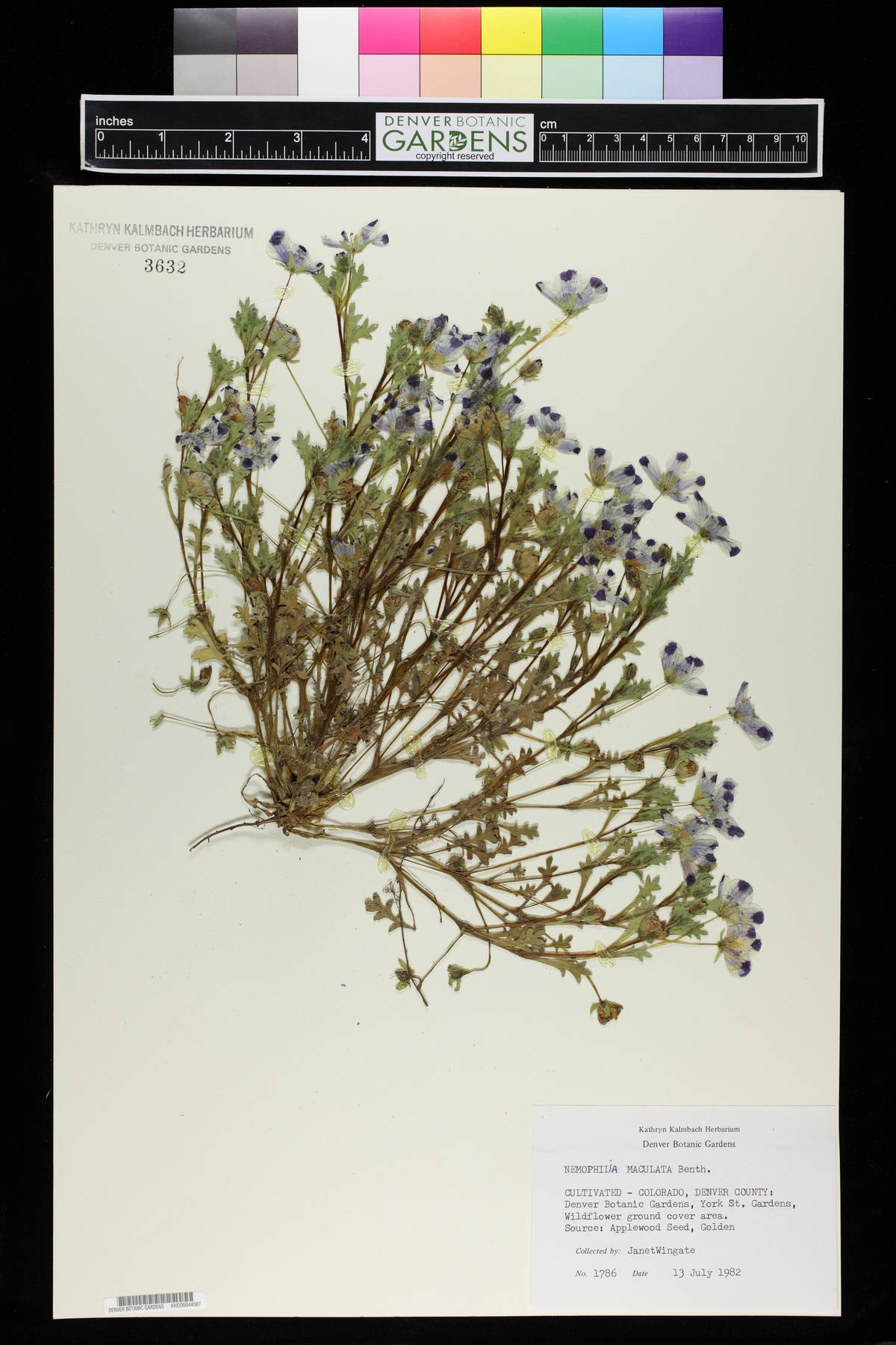 Nemophila maculata image