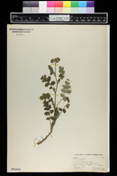 Phacelia congesta image