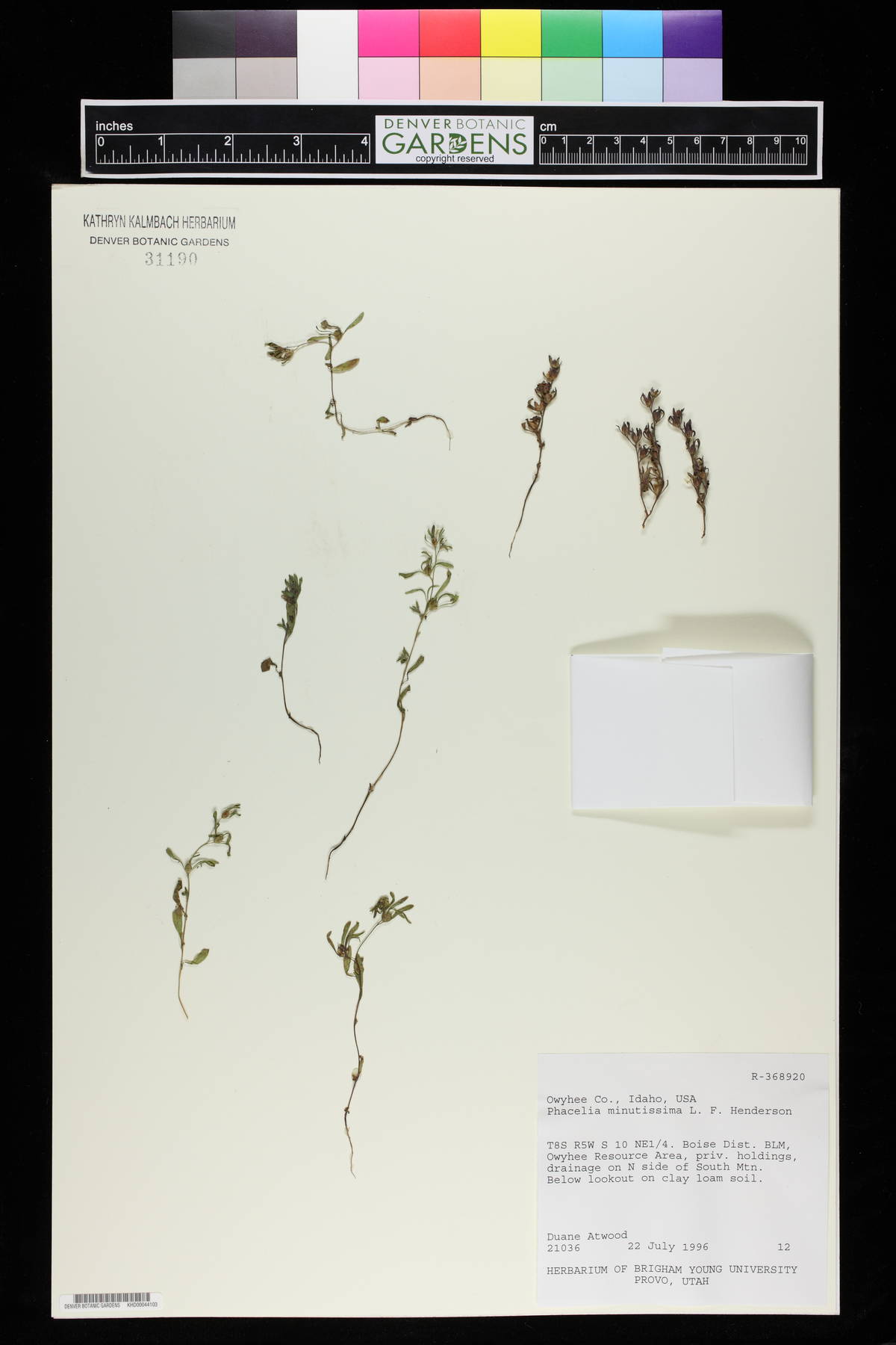 Phacelia minutissima image